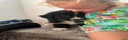 Mixed Breed dogs for sale: Golden Retriever x Australian Shepherd Puppies - Advert 10