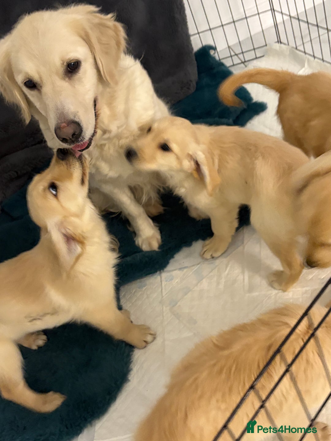 Golden Retriever dogs for sale: Golden retriever  - Image 3