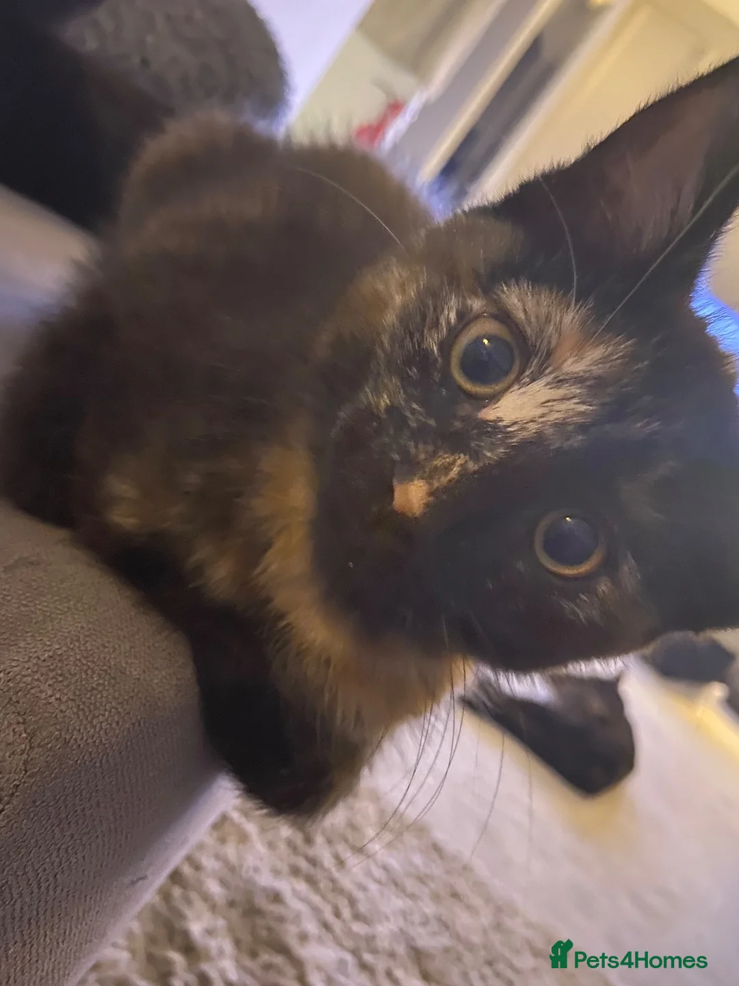 Mixed Breed cats for sale: Two little girls for sale  - Advert 5