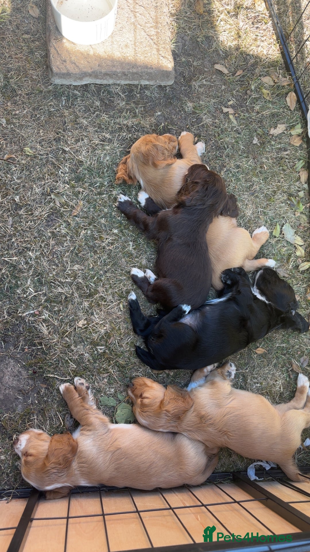 Cocker Spaniel dogs for sale: Beautiful cocker spaniel puppies - Image 4