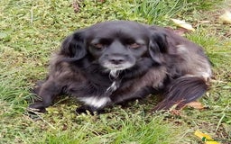 Mixed Breed dogs for adoption: TARRA, a beautiful & gentle girl for a Loving Home - Image 1