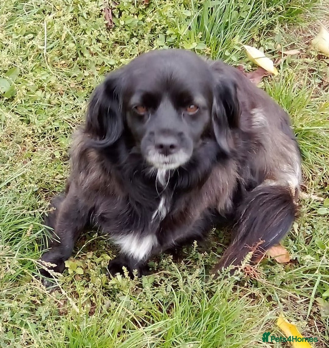 Mixed Breed dogs for adoption: TARRA, a beautiful & gentle girl for a Loving Home - Image 1