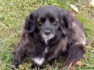 Mixed Breed dogs - Advert 18