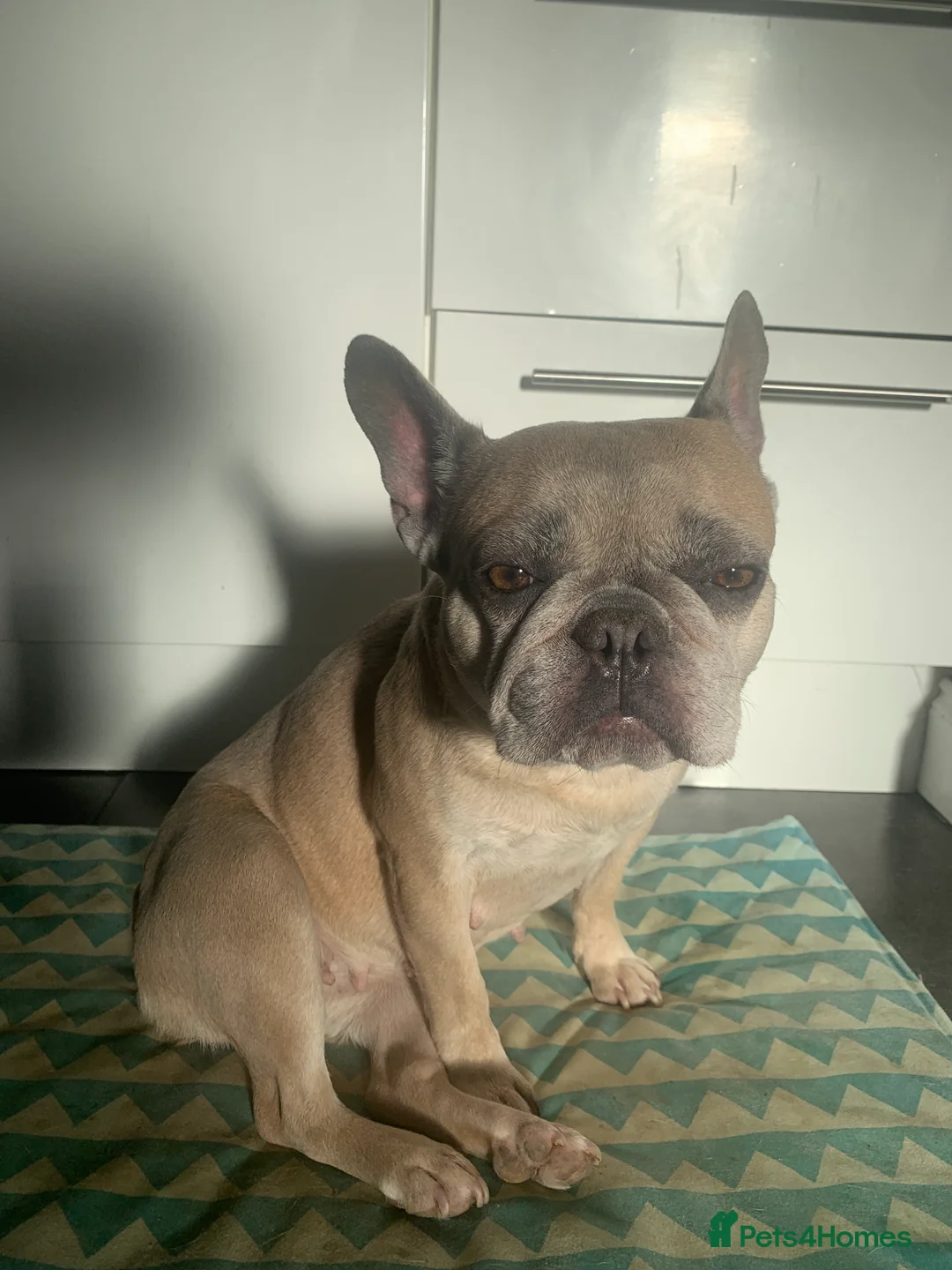 French Bulldog dogs for sale: Looking for a new home - Advert 9
