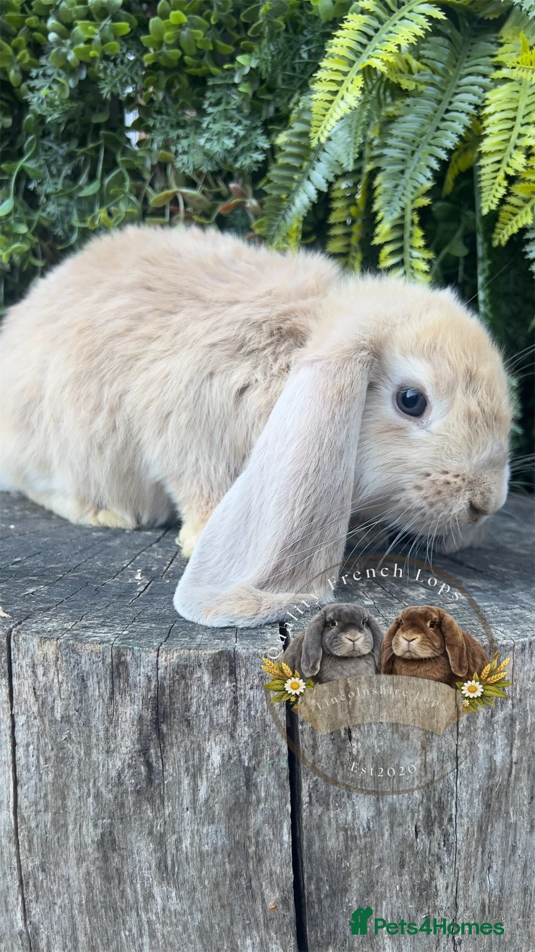 French Lop rabbits for sale: Quality pedigree French Lops - Advert 9