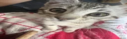 Mixed Breed cats for sale: Maine Coon x Bengal Kitten - Advert 9