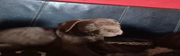 Cane Corso dogs for sale: Cane corso pups - Advert 10