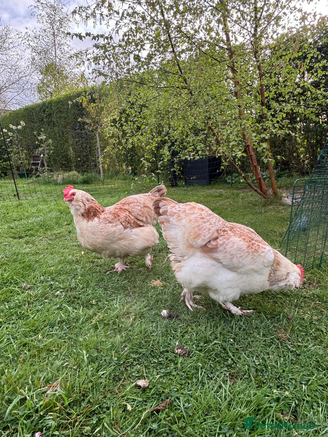 Hens poultry for sale: Two Faverolles Pure Breed Hens in Mayfield - Advert 5