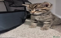 Domestic Shorthair cats for sale: 2x Tabby Cats (1x Male and 1x Female) - Image 14