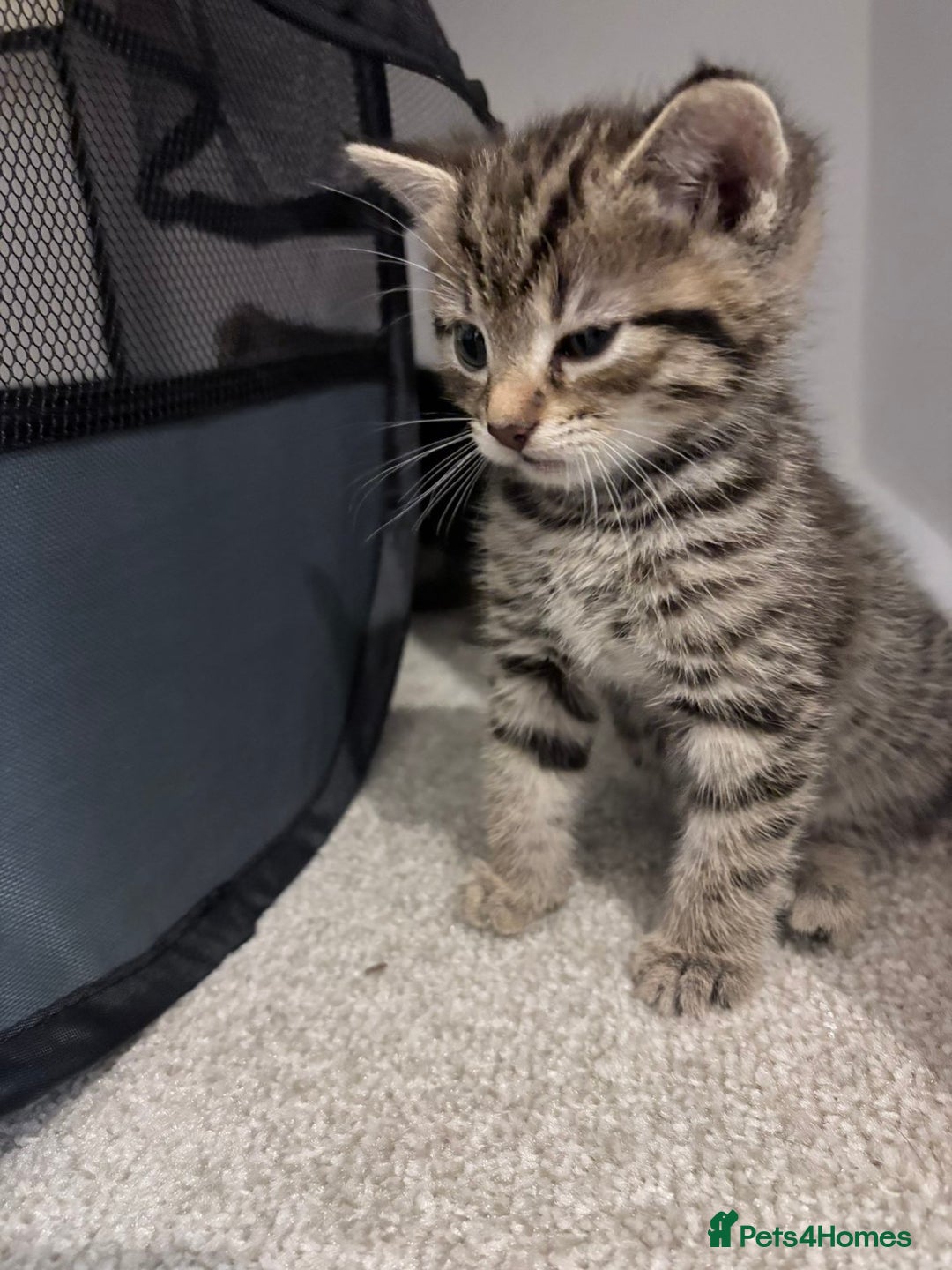 Domestic Shorthair cats for sale: 2x Tabby Cats (1x Male and 1x Female) - Image 14