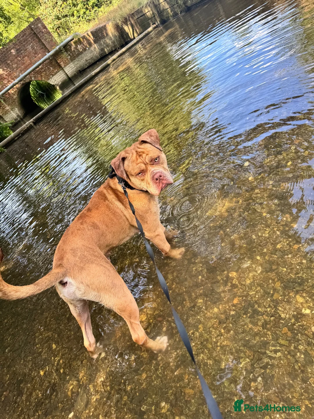 Mixed Breed dogs for sale: Ronnie is looking for his forever home🐾 - Advert 2