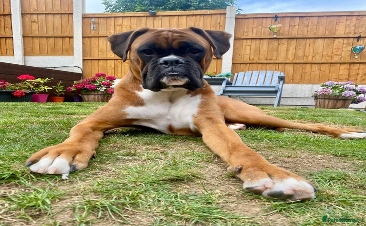 Boxer dogs - Advert 1