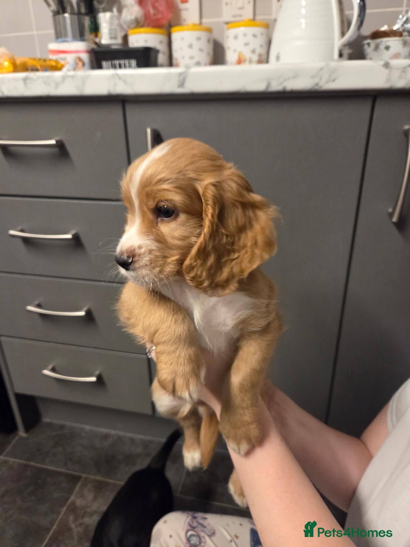 Cocker Spaniel dogs for sale: Ready now Beautiful litter male cocker spaniels  - Advert 7
