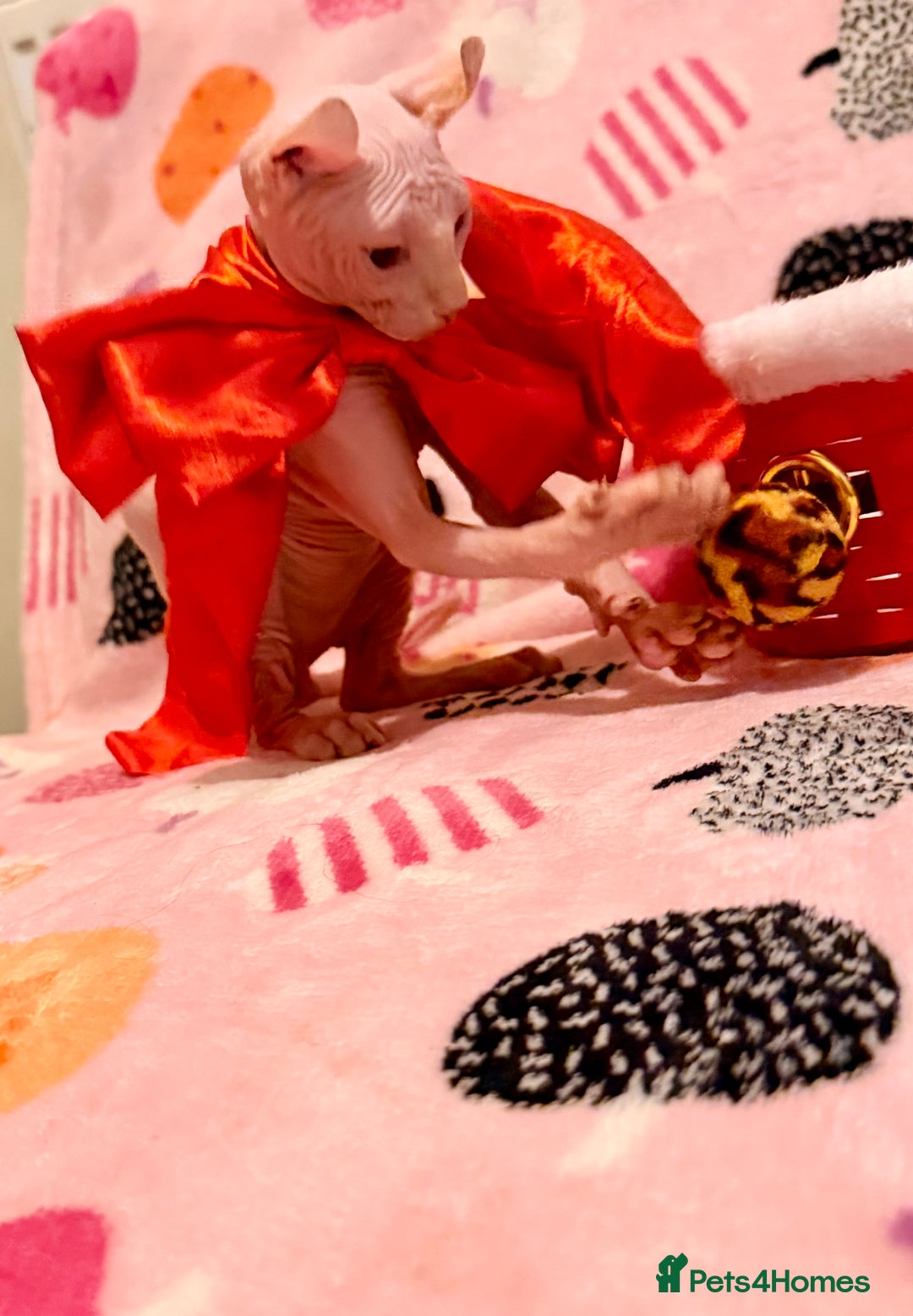 Sphynx cats for sale:  ** ✨ Exquisite Sphynx Kittens  **  - Advert 17