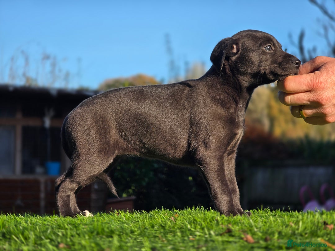 Whippet dogs for sale: Raven & Dobby   kc whippets - Advert 17