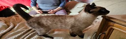 Mixed Breed cats for sale: Guaranteed to be Cuddly  - Advert 2