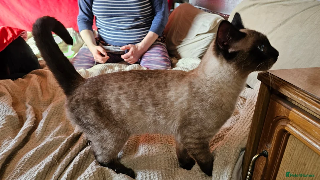 Mixed Breed cats for sale: Guaranteed to be Cuddly  - Advert 2