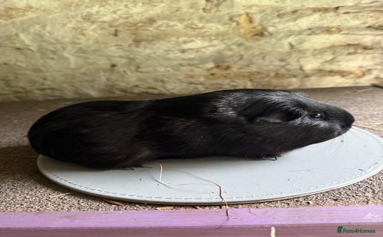 Guinea Pig rodents - Advert 1