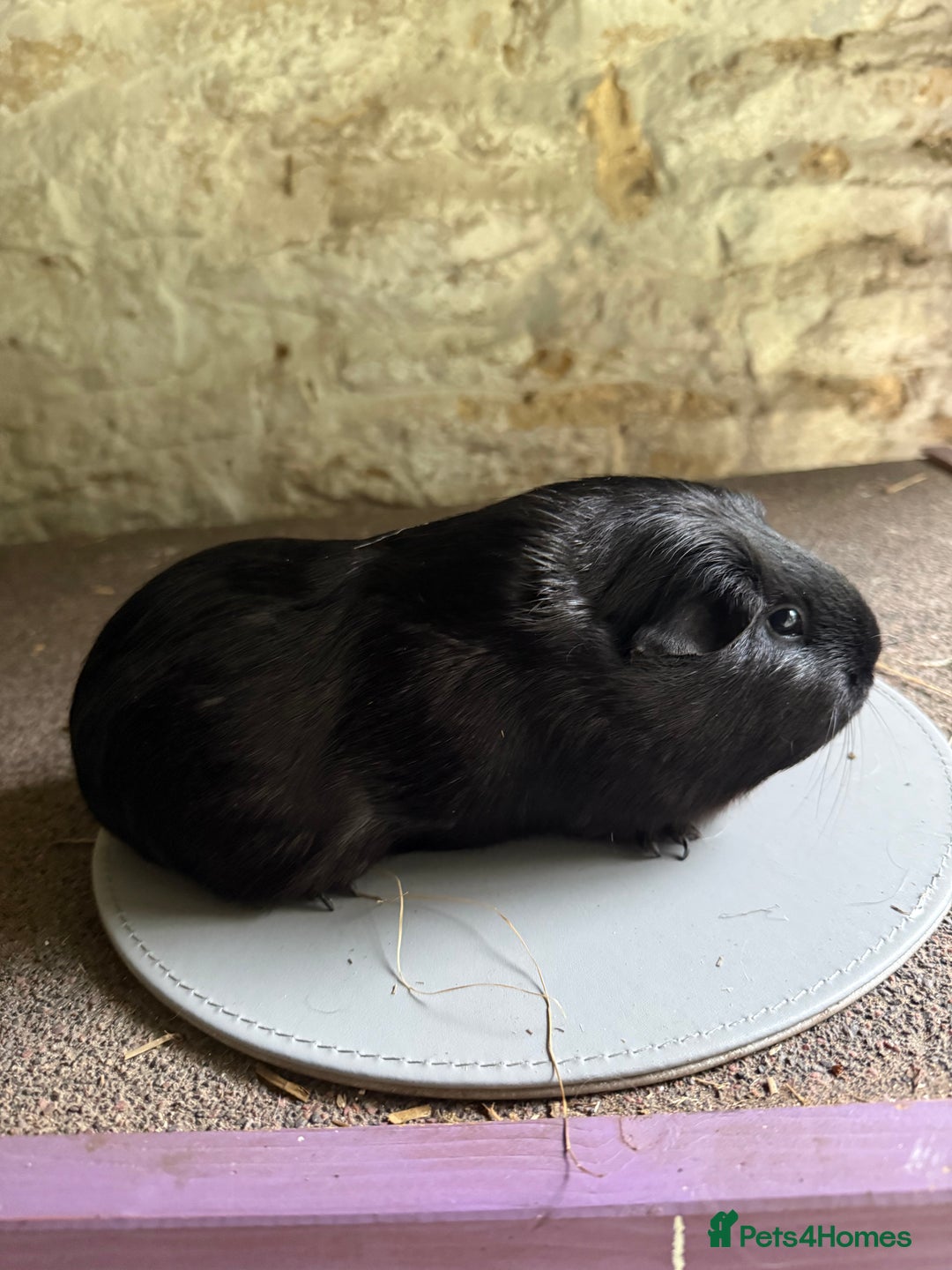 Guinea Pig rodents for sale: Two Sows looking for their new 🏡  - Image 1
