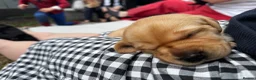 Labrador Retriever dogs for sale: 2 beautiful black boys and fox red girl - Labrador in Christchurch - Advert 19