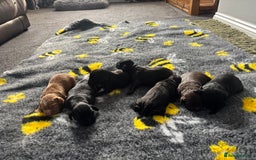 Cocker Spaniel dogs for sale: KC Working Cocker Spaniels - Image 5