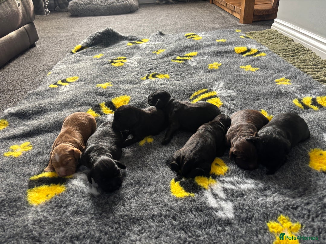 Cocker Spaniel dogs for sale: KC Working Cocker Spaniels - Image 5