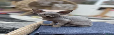 Devon Rex 1