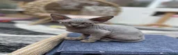 Devon Rex cats for sale: Fife reg Devon Rex kittens  - Advert 31