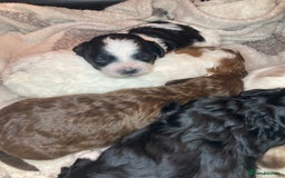 Shihpoo dogs for sale: 5 star rated Toy shihpoo puppies - Image 38
