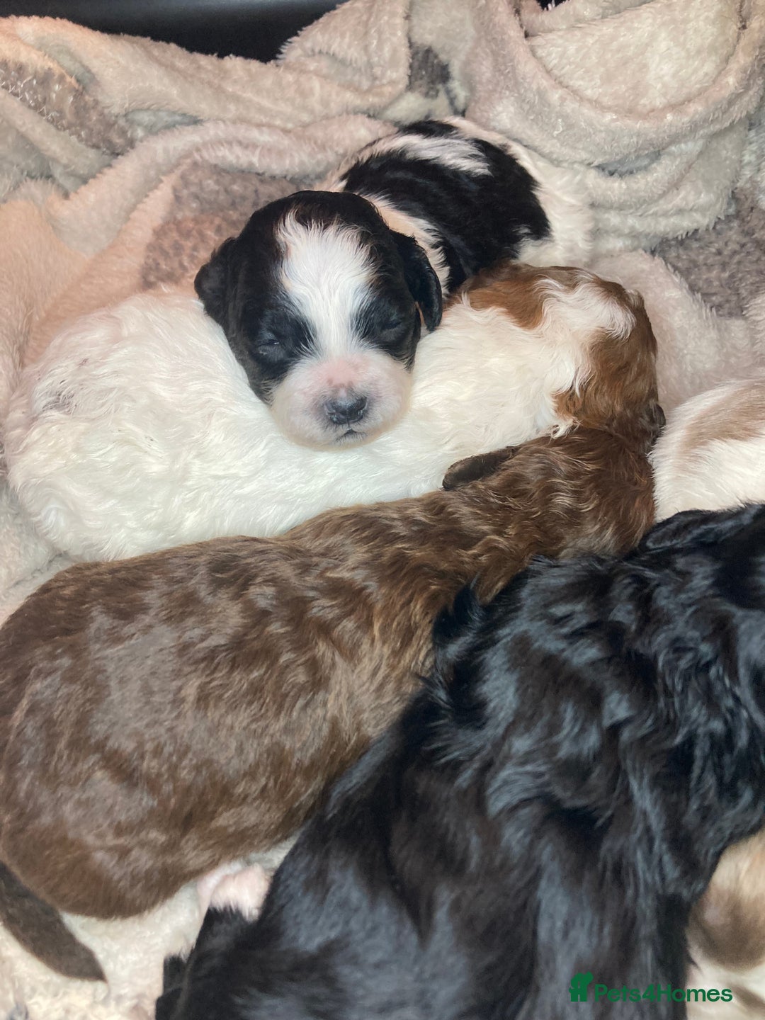 Shihpoo dogs for sale: 5 star rated Toy shihpoo puppies - Image 38