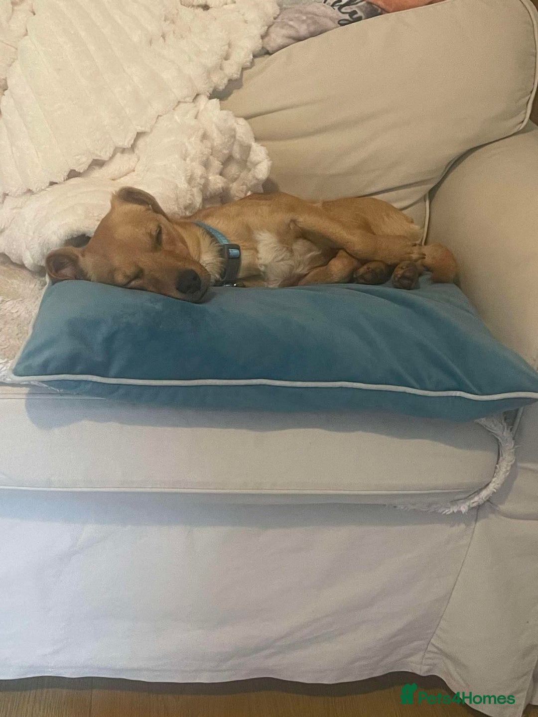 Mixed Breed dogs for adoption: Jeffrey Still smiling.Still waiting for his people - Advert 13