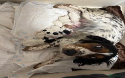 Sprocker dogs for sale: 🧡 Sprocker Puppies 💛 - Image 25