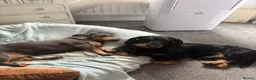 Dachshund dogs for sale: Dachunds puppies in Droitwich - Advert 11