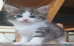 Siberian cats for sale: Pure gorgeous Siberian Kittens, Hypoallergenic - Image 36