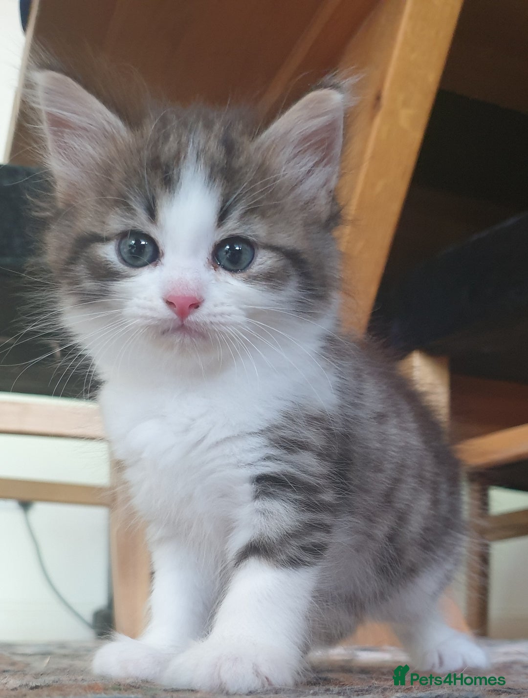Siberian cats for sale: Pure gorgeous Siberian Kittens, Hypoallergenic - Image 36