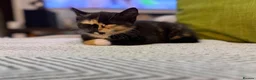 Mixed Breed cats for sale: Two Beautiful Kittens Looking for Loving Homes - Advert 9