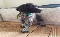 German Shorthaired Pointer dogs for sale: German Shorthaired Pointer Puppies - Image 2