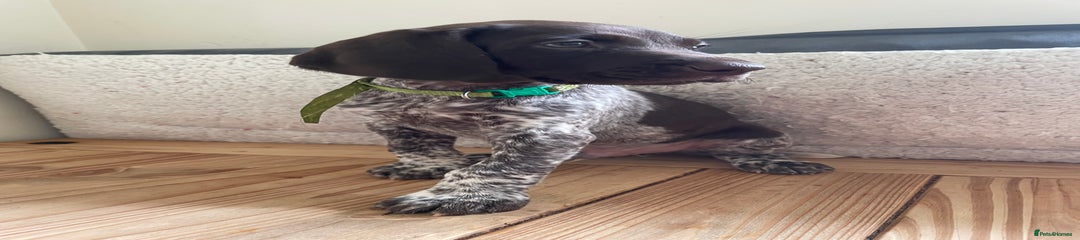German Shorthaired Pointer Puppy 1
