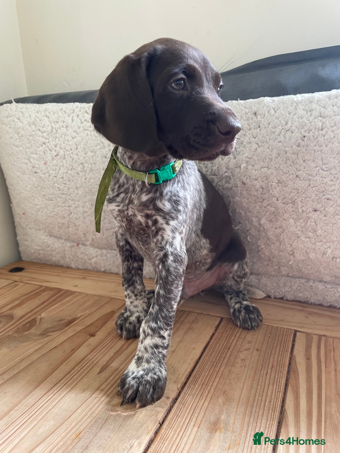 German Shorthaired Pointer dogs for sale: German Shorthaired Pointer Puppies - Image 2