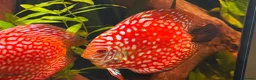 Discus fish for sale: Breeding pair of Checkerboard Pigeon Discus - Advert 5