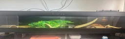 Bearded Dragon reptiles for sale: Bearded Dragon + full setup up in Leeds - Advert 2