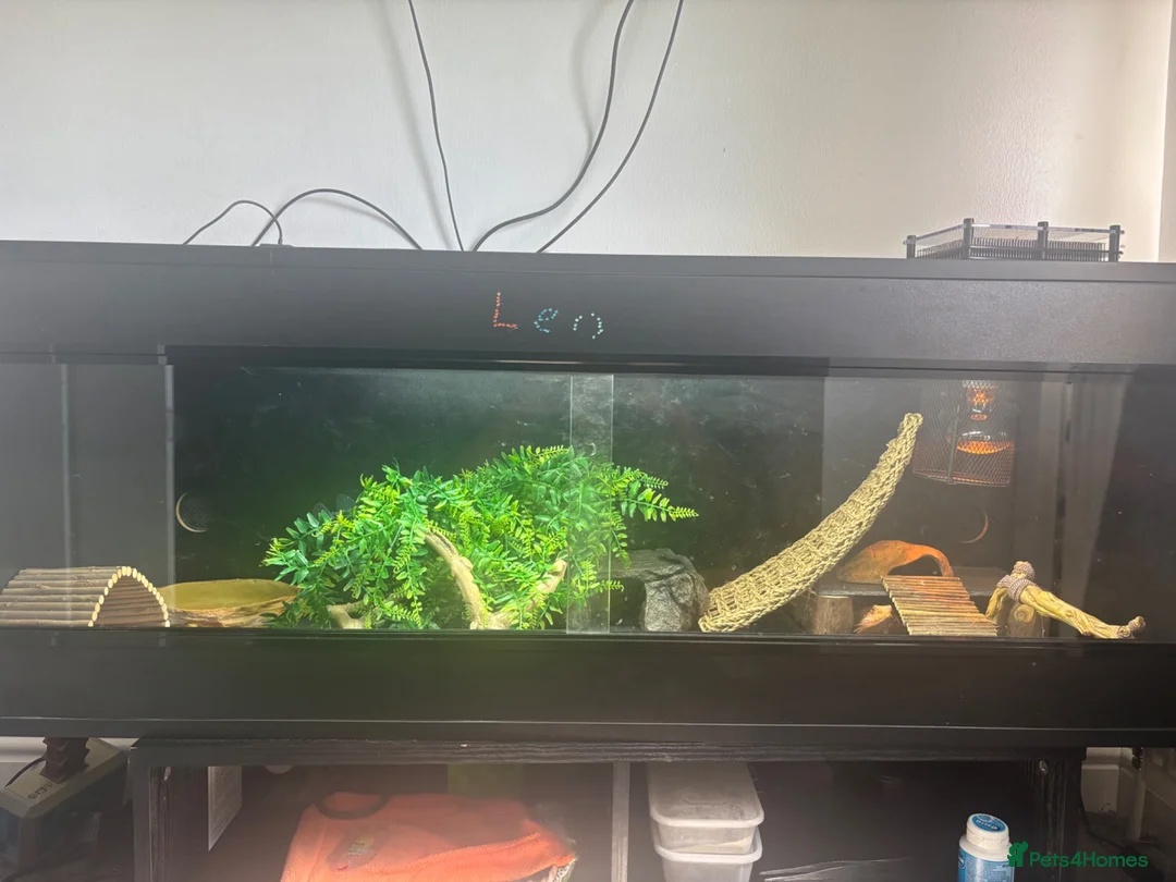 Bearded Dragon reptiles for sale: Bearded Dragon + full setup up in Leeds - Advert 2