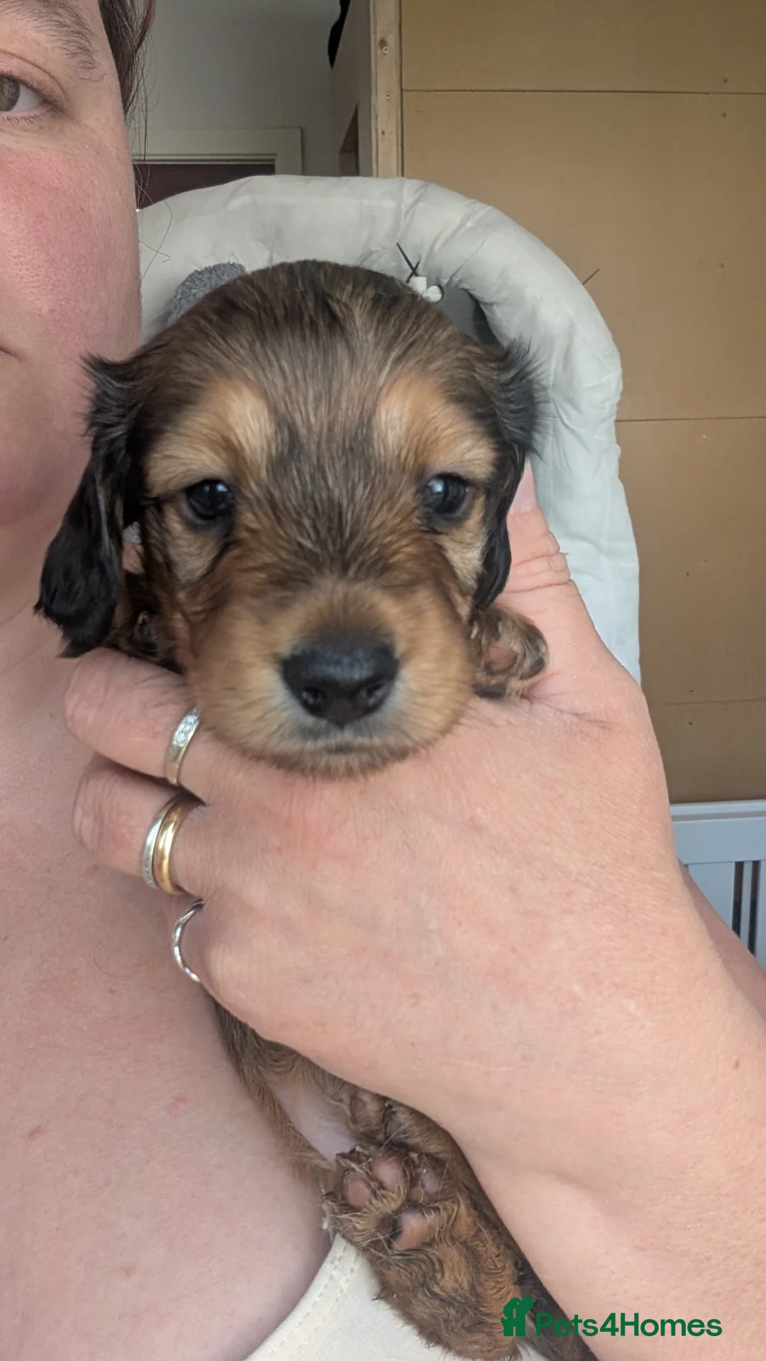 Miniature Dachshund dogs for sale: **READY NOW** Gorgeous long haired Mini Dachshund - Advert 1