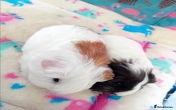 Guinea Pig rodents for sale: Baby Sheltie Sows/ Retired PE Self Golden Sow - Image 7
