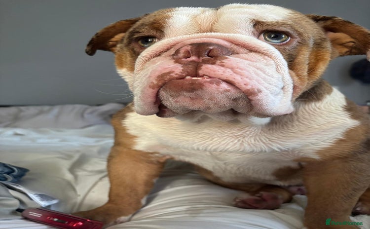 English Bulldog dogs - Advert 4