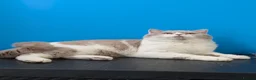British Shorthair cats for stud: Latvian import British Shorthair  - Advert 1