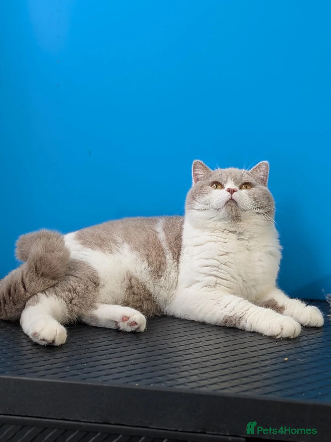 British Shorthair cats for stud: Latvian import British Shorthair  - Advert 1