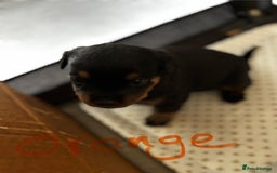 Rottweiler dogs for sale: Gorgeous girl Rottie pups - Image 7