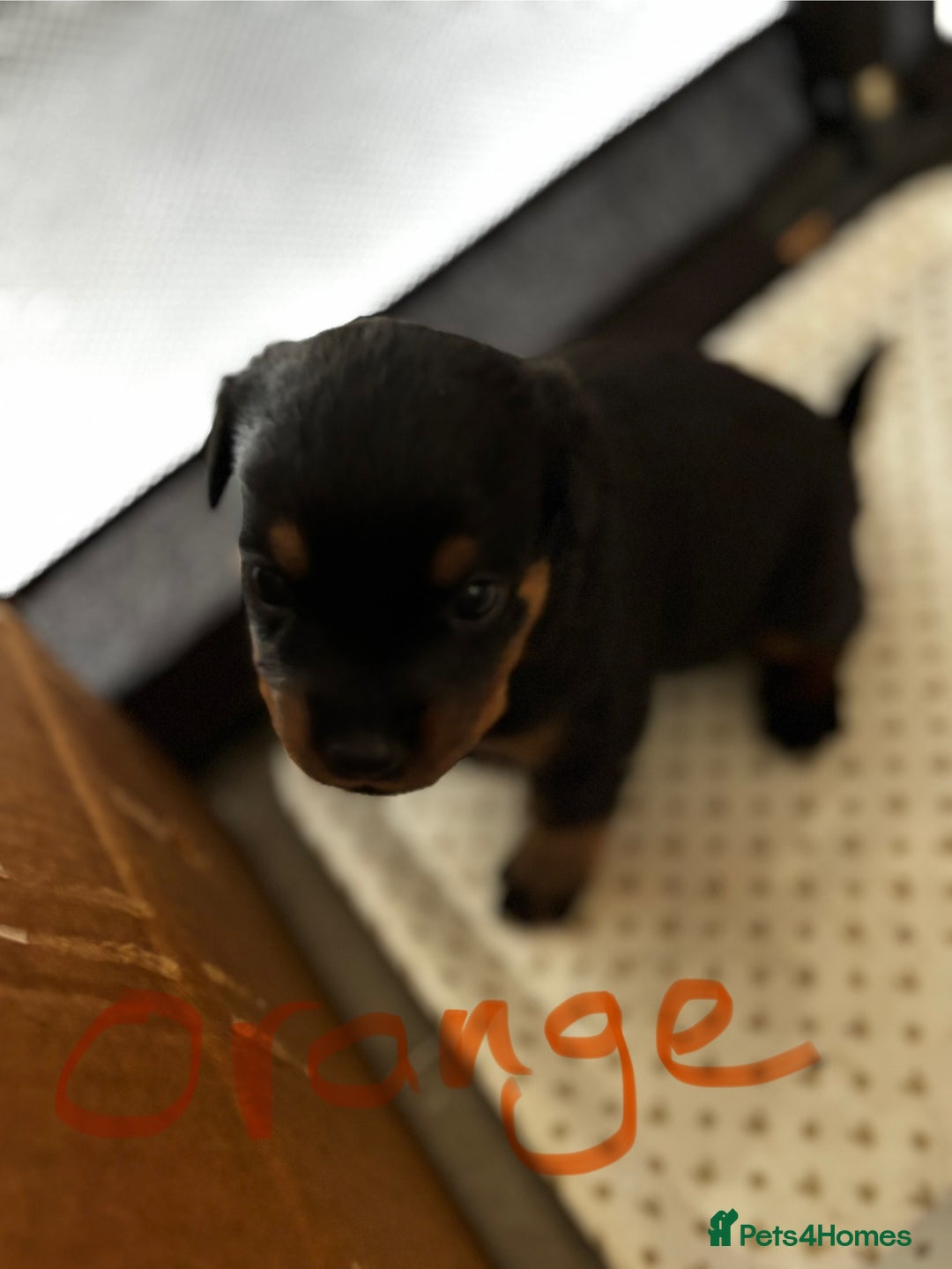 Rottweiler dogs for sale: Gorgeous girl Rottie pups - Image 7