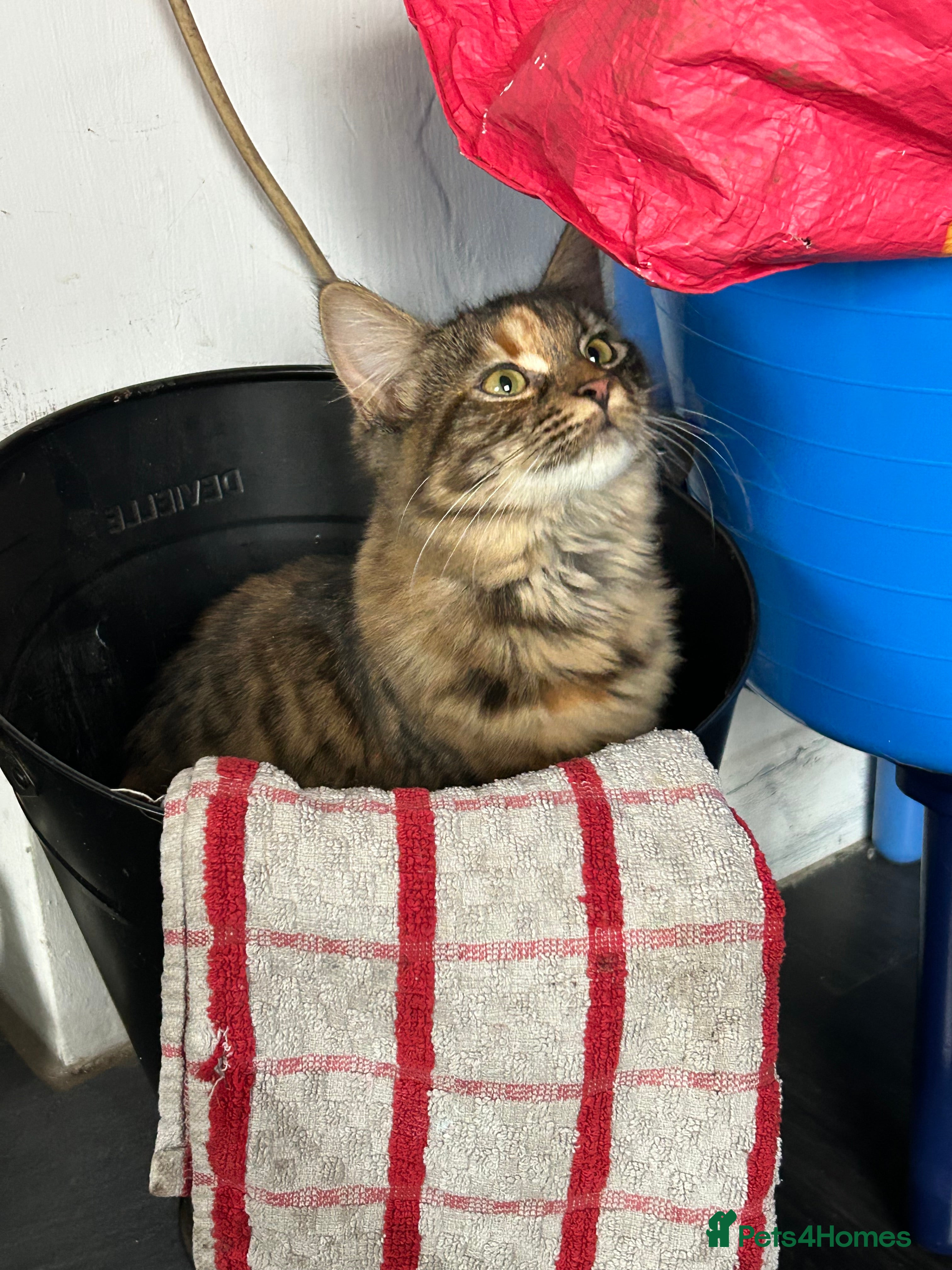 Mixed Breed cats 5 month old female  - Advert 9